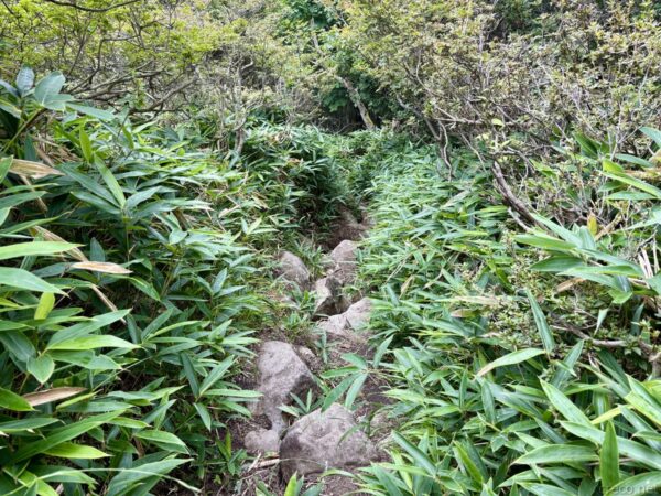 背丈ほどの笹が茂る中を貫く岩まじりの登山道。露出した岩を踏んで進む道が、緑の笹原を縫うように続く。荒山高原の周辺。