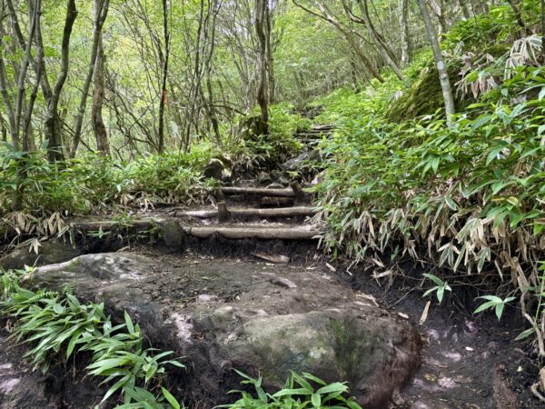 笹に縁取られた岩と木の根の登山道。大きな岩を組んだ段差を越え、奥は明るい樹林へと続く。鍋割山へ向かう登り。