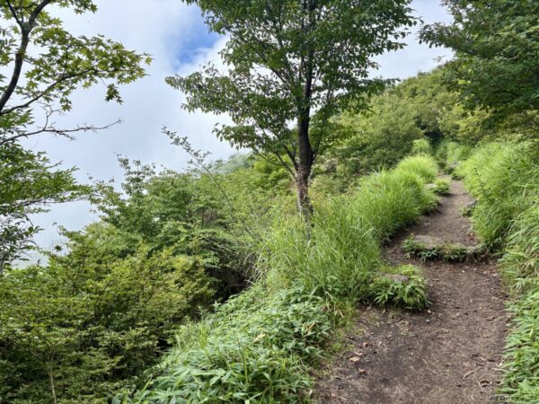 稜線に出た登山道。一本の木が立ち、青空と雲がのぞく。左手は霧に霞み、右は緑の草が茂る斜面で、細い土の道が続く。