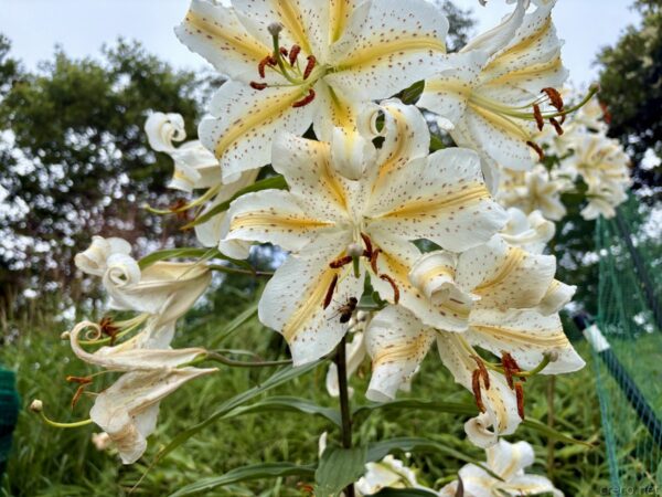 稜線脇に咲くヤマユリの大輪。白い花びらに黄色い筋と赤褐色の斑点が入り、反り返った花が数輪ずつ咲く。奥に金網の柵。