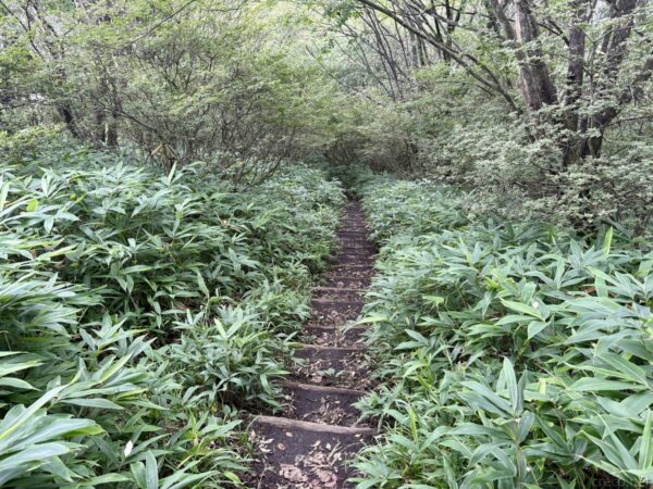 緑の笹と低木に挟まれた丸太の階段道。両側から笹が張り出し、奥は霞んだ樹林へと続く。鍋割山へ向かう尾根の道。
