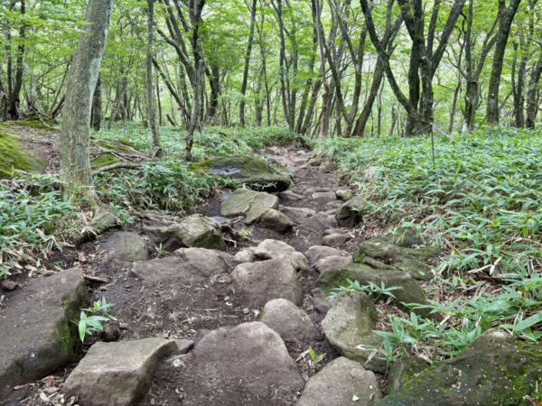 笹に挟まれた岩がちな下りの登山道。大小の岩が転がる道の両側に緑の笹が広がり、明るい落葉樹林が続く。鍋割山からの下山。