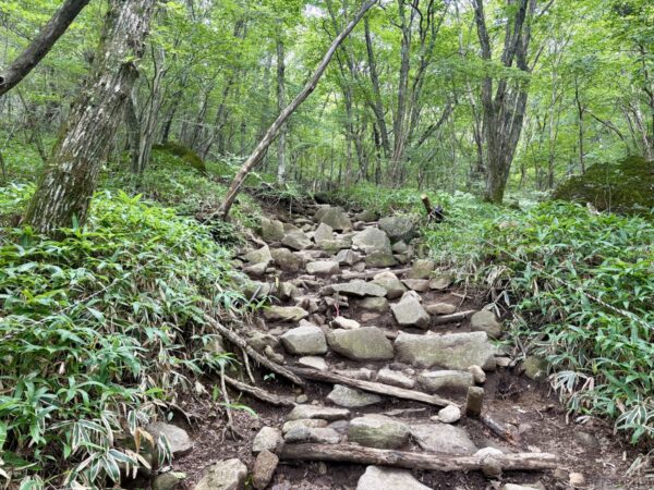 新緑の樹林を下る岩の多い急な道。ごろごろした岩と木の根、丸太で組んだ段があり、ピンクの目印テープが見える下山路。