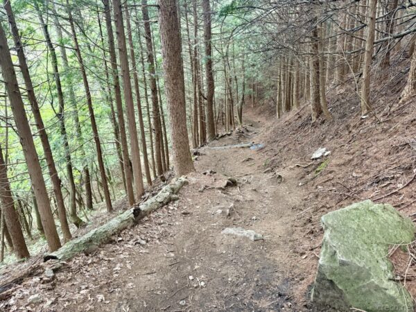 杉の植林帯を横切る登山道。まっすぐ伸びた幹が斜面に立ち並び、道の縁に倒木が沿う。土がむき出しの下りの道。