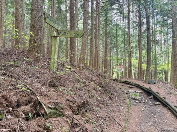 杉林の中の道標。「林道へ100m」と記した木の標識が立ち、奥に赤い注意看板。土の道が針葉樹の間を下っていく。